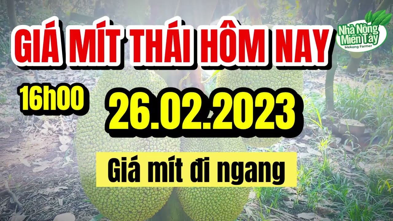Thai jackfruit prices today