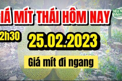 Thai jackfruit prices today