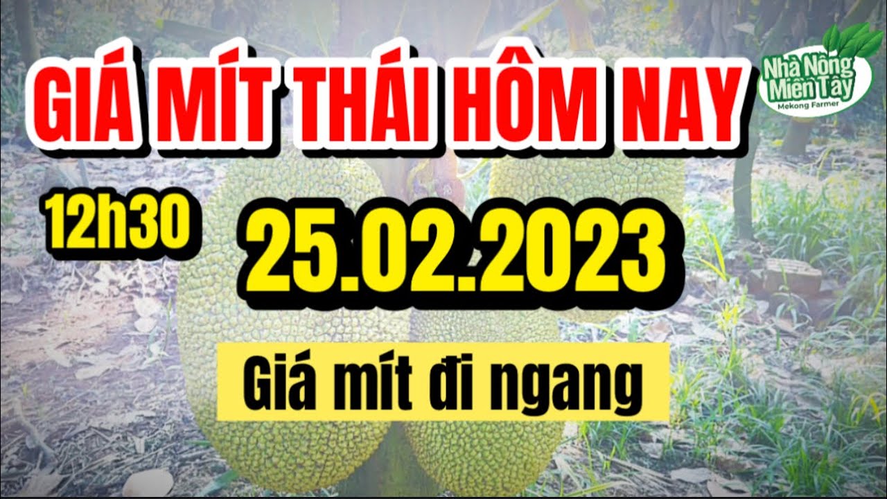 Thai jackfruit prices today