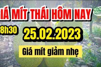 Thai jackfruit prices today