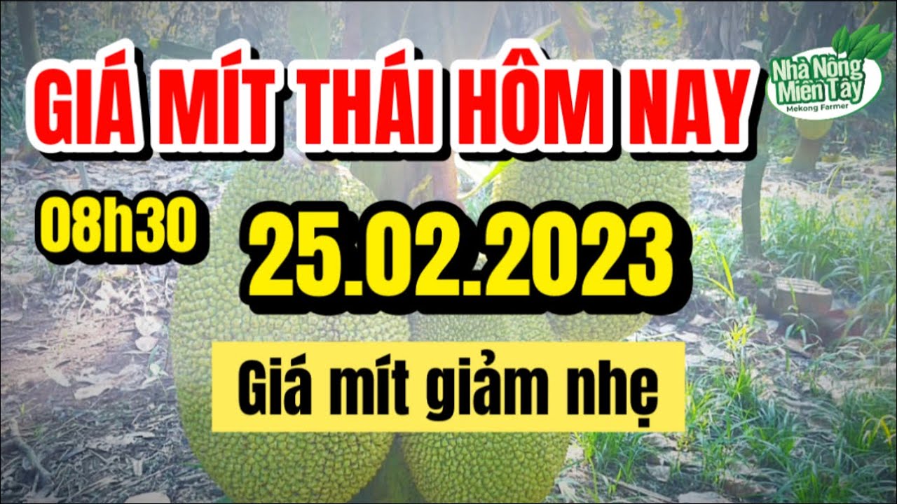 Thai jackfruit prices today