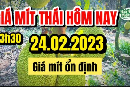 Thai jackfruit prices today