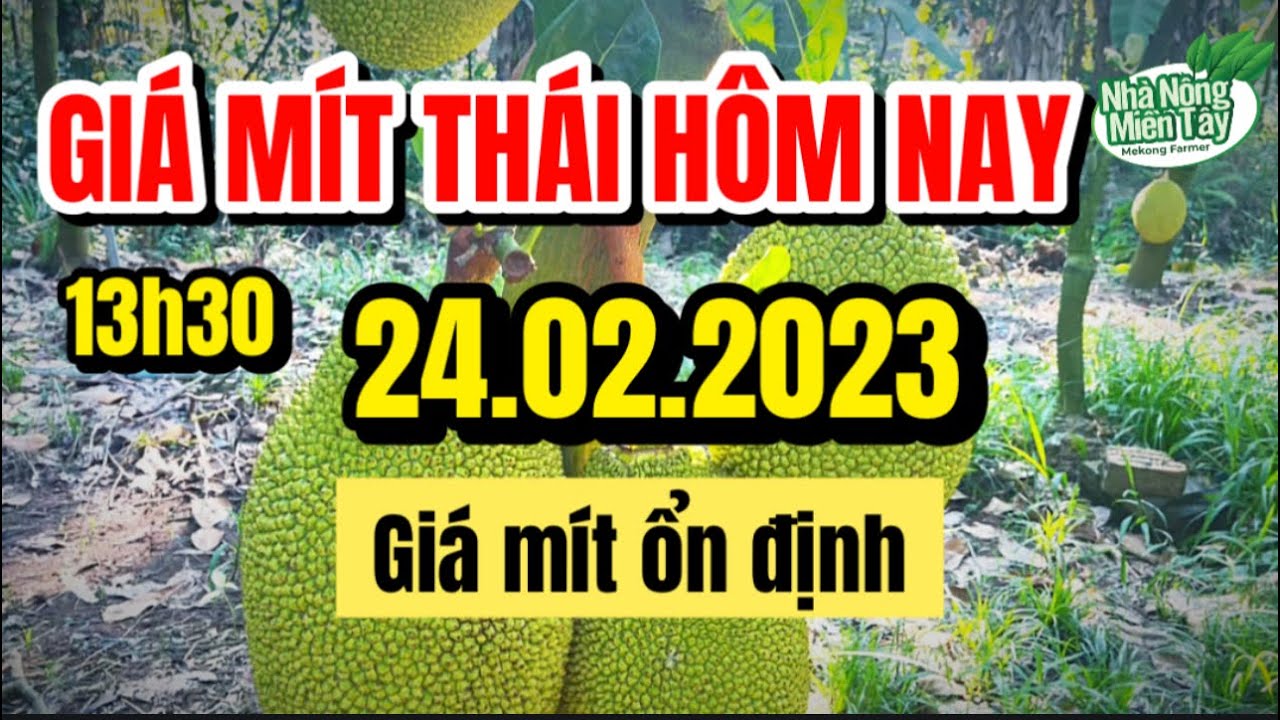 Thai jackfruit prices today