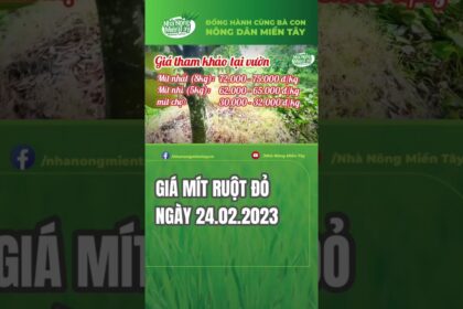 red-fleshed jackfruit prices