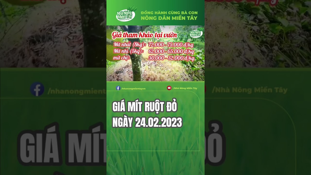 red-fleshed jackfruit prices