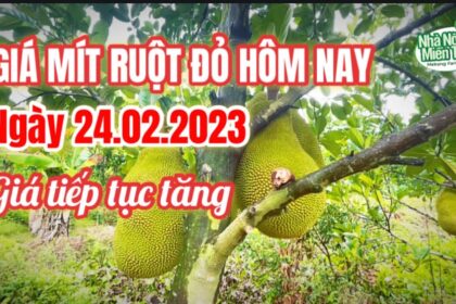 red-fleshed jackfruit prices