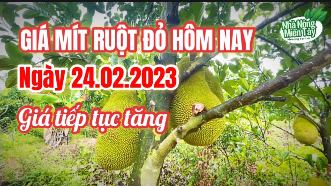 red-fleshed jackfruit prices