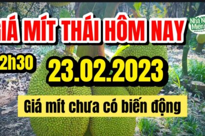 Thai jackfruit prices today