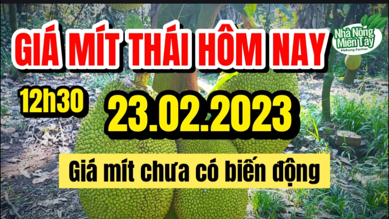 Thai jackfruit prices today