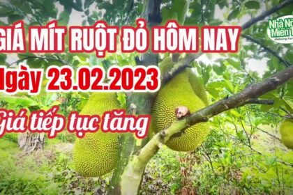 red-fleshed jackfruit prices