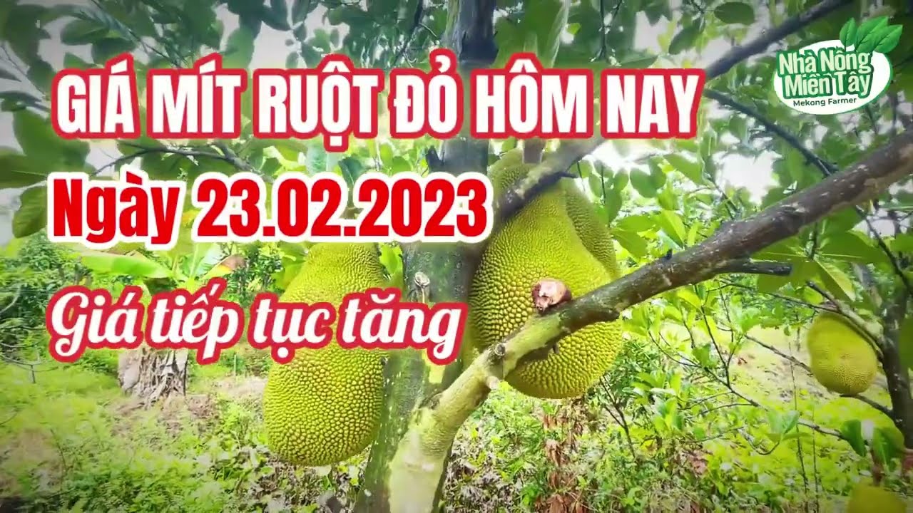 red-fleshed jackfruit prices