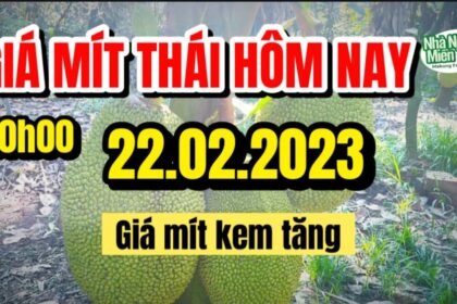 Thai jackfruit prices today