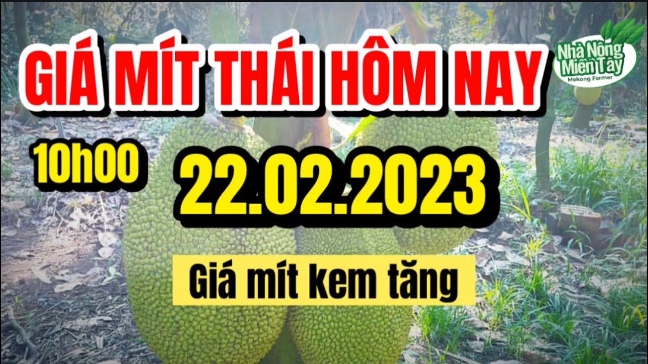 Thai jackfruit prices today