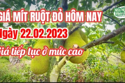 red-fleshed jackfruit prices