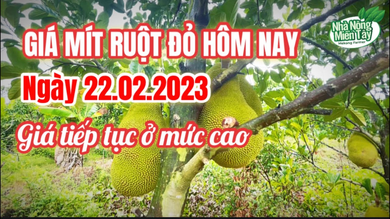 red-fleshed jackfruit prices