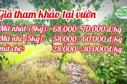 red-fleshed jackfruit prices