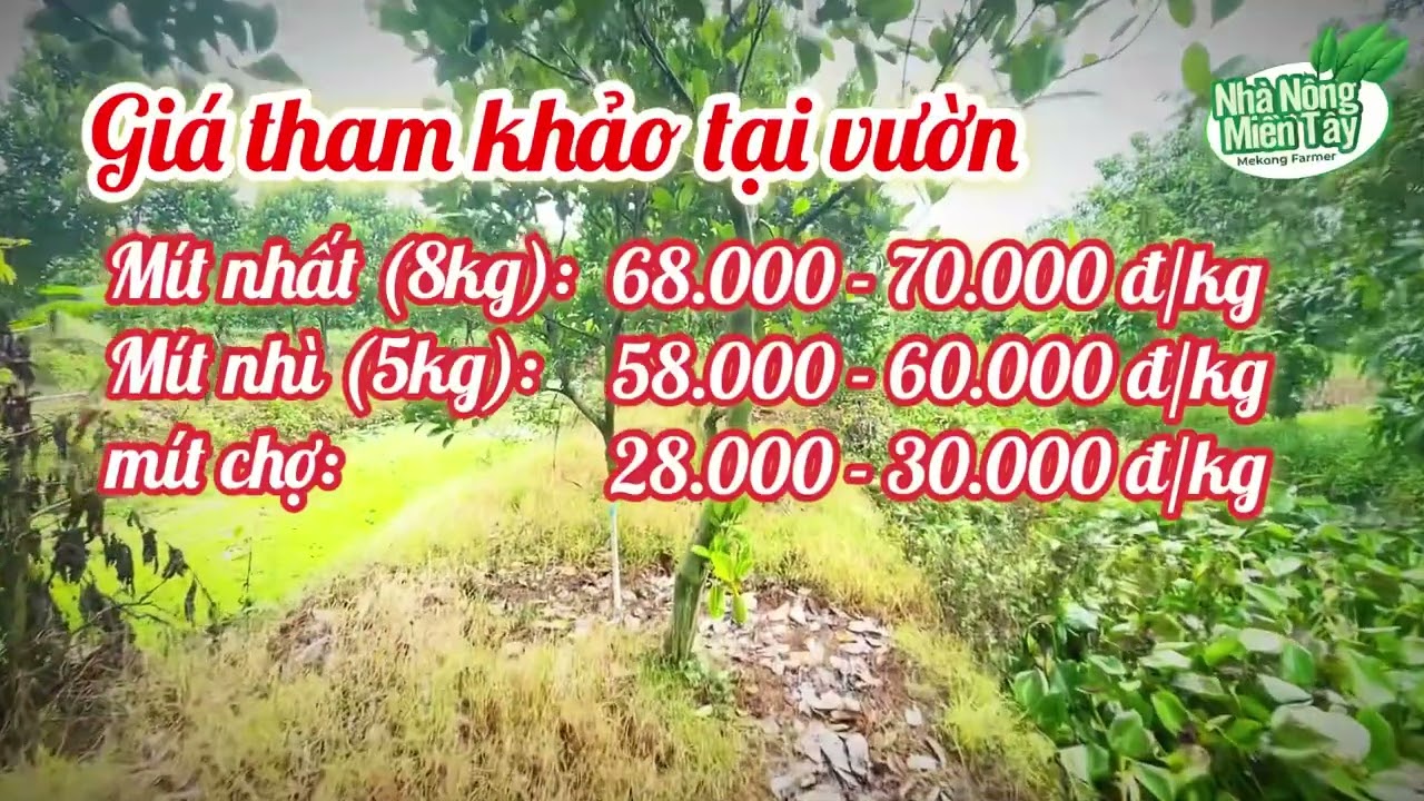 red-fleshed jackfruit prices