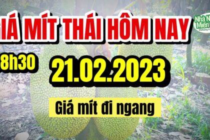 Thai jackfruit prices today