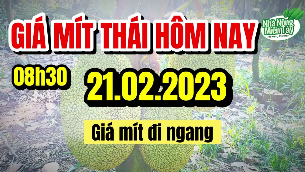Thai jackfruit prices today