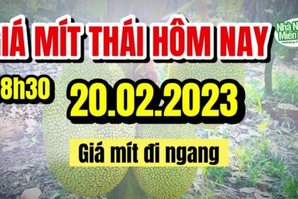Thai jackfruit prices today
