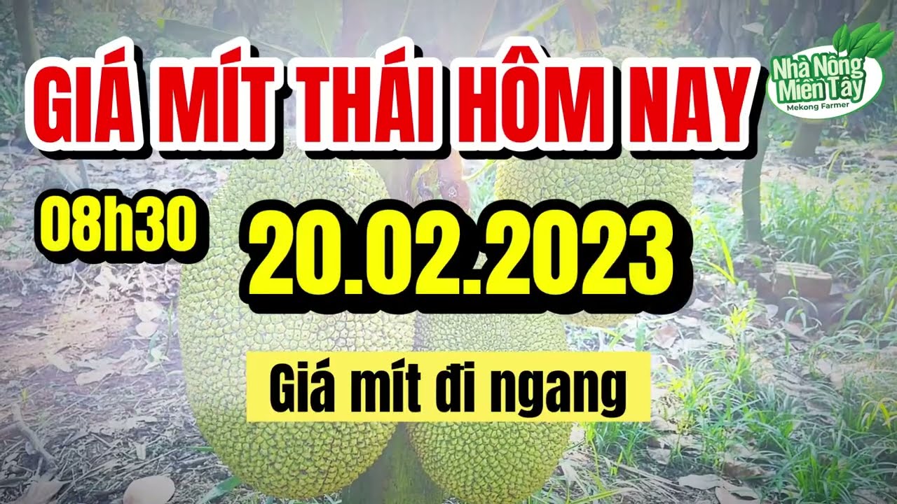 Thai jackfruit prices today