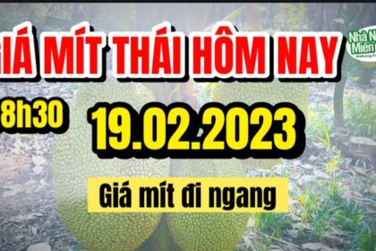Thai jackfruit prices today