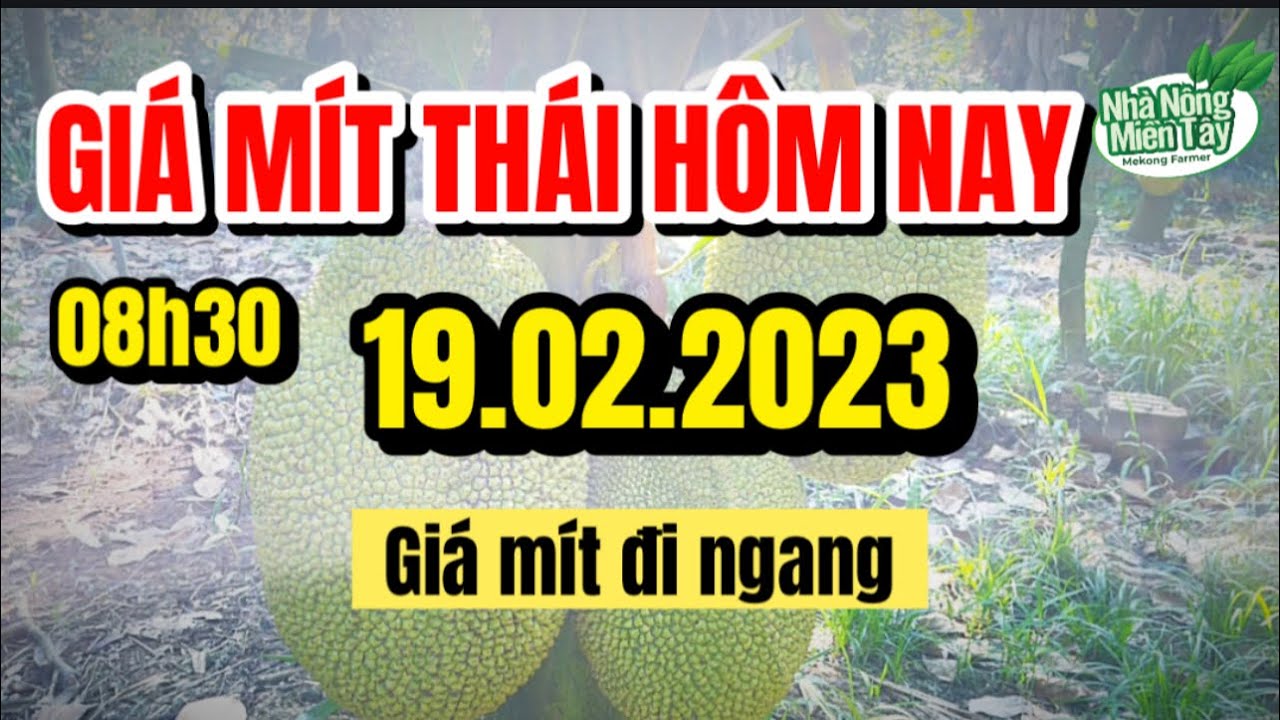 Thai jackfruit prices today