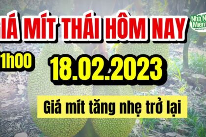 Thai jackfruit prices today