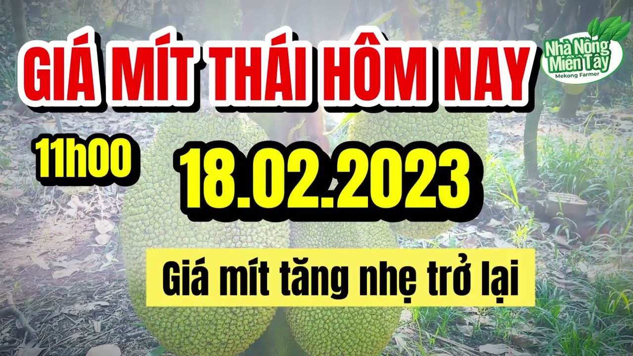 Thai jackfruit prices today
