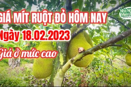 red-fleshed jackfruit prices