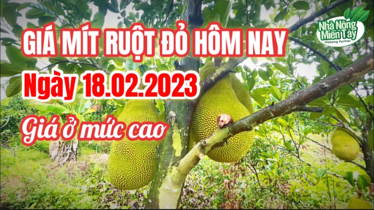 red-fleshed jackfruit prices