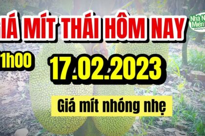 Thai jackfruit prices today