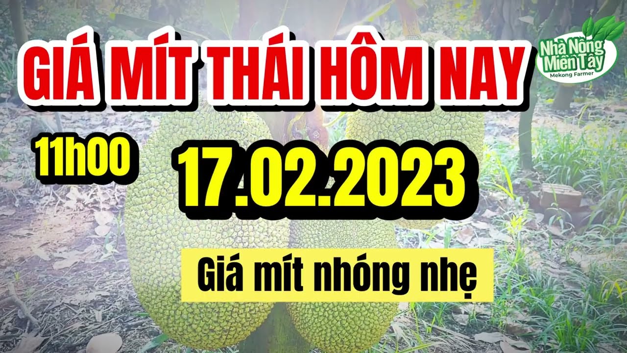 Thai jackfruit prices today