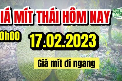 Thai jackfruit prices today