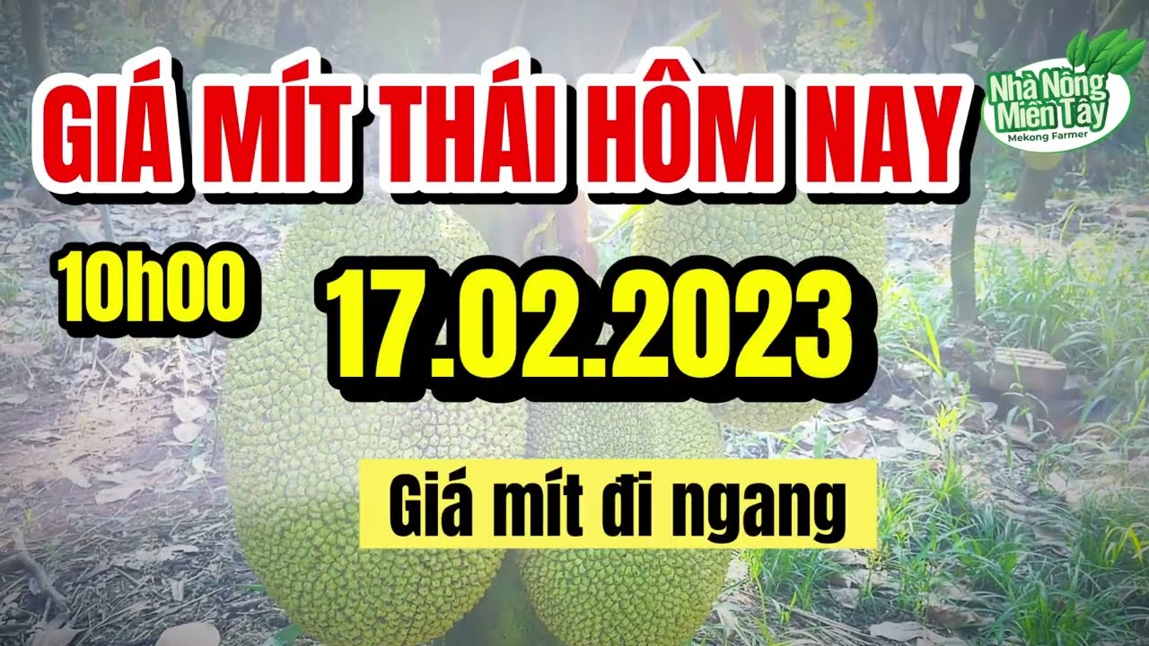 Thai jackfruit prices today