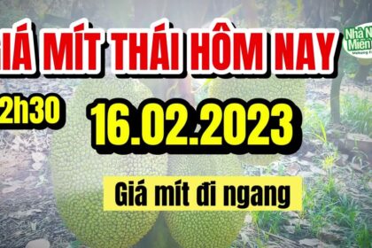 Thai jackfruit prices today