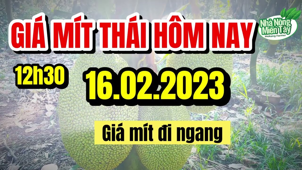 Thai jackfruit prices today