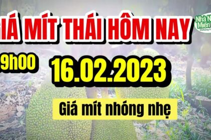 Thai jackfruit prices today