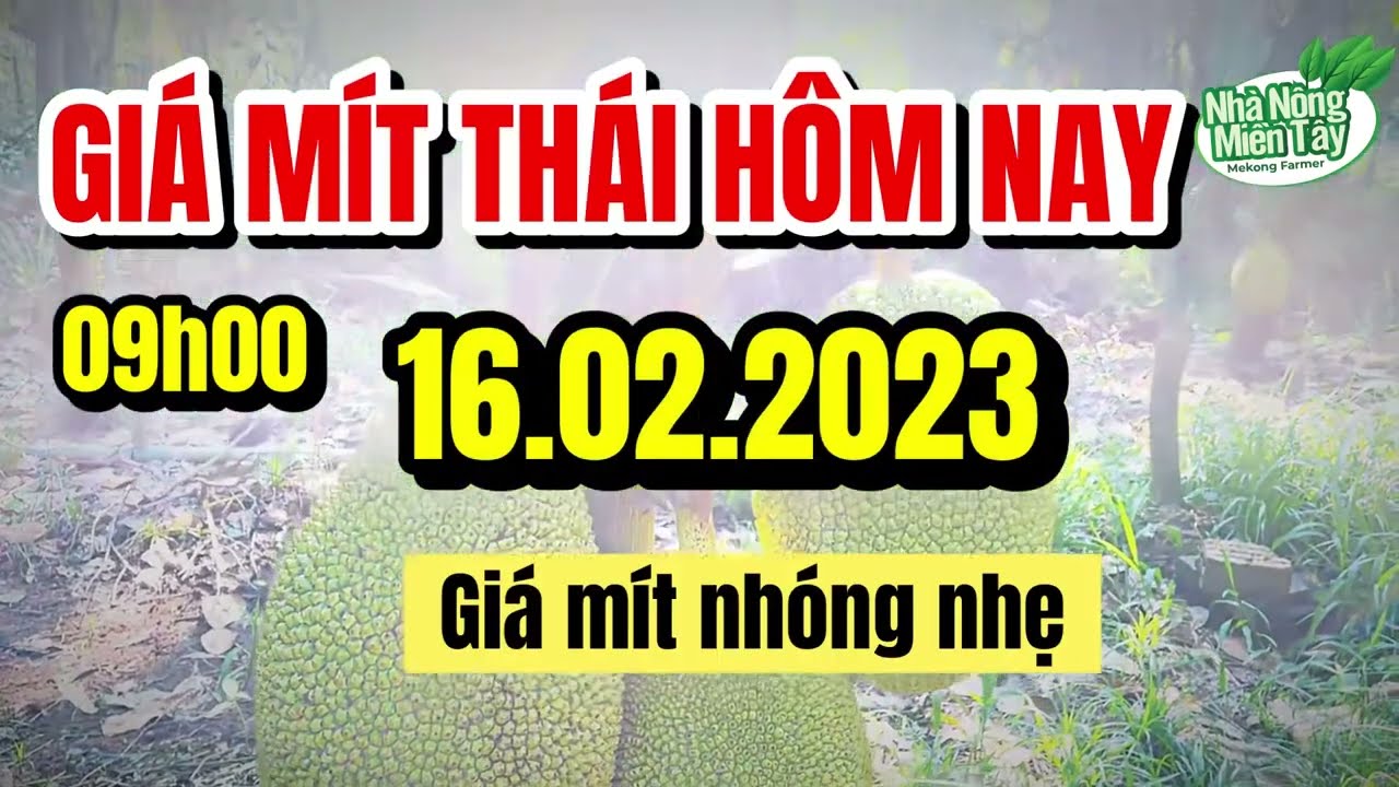 Thai jackfruit prices today