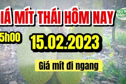 Thai jackfruit prices today
