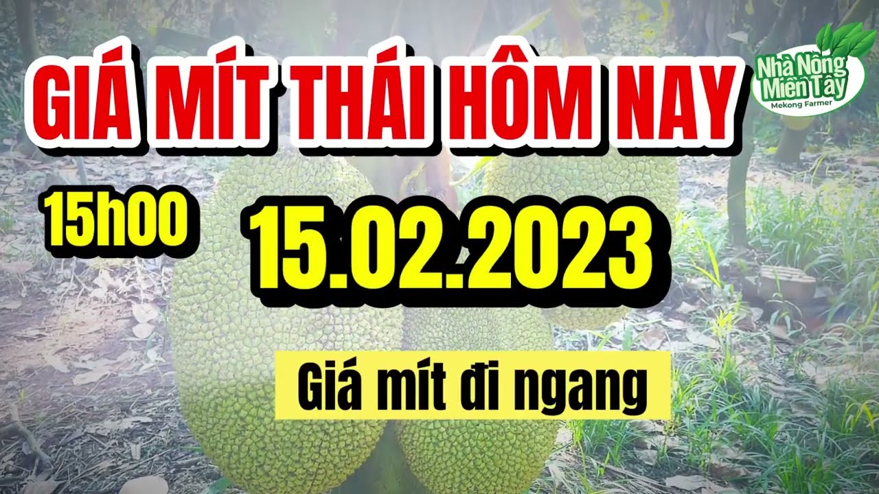 Thai jackfruit prices today