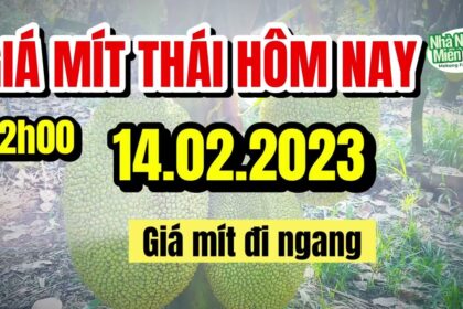 Thai jackfruit prices today