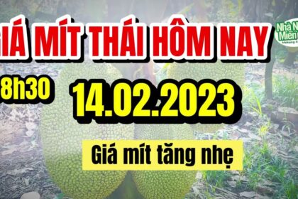 Thai jackfruit prices today