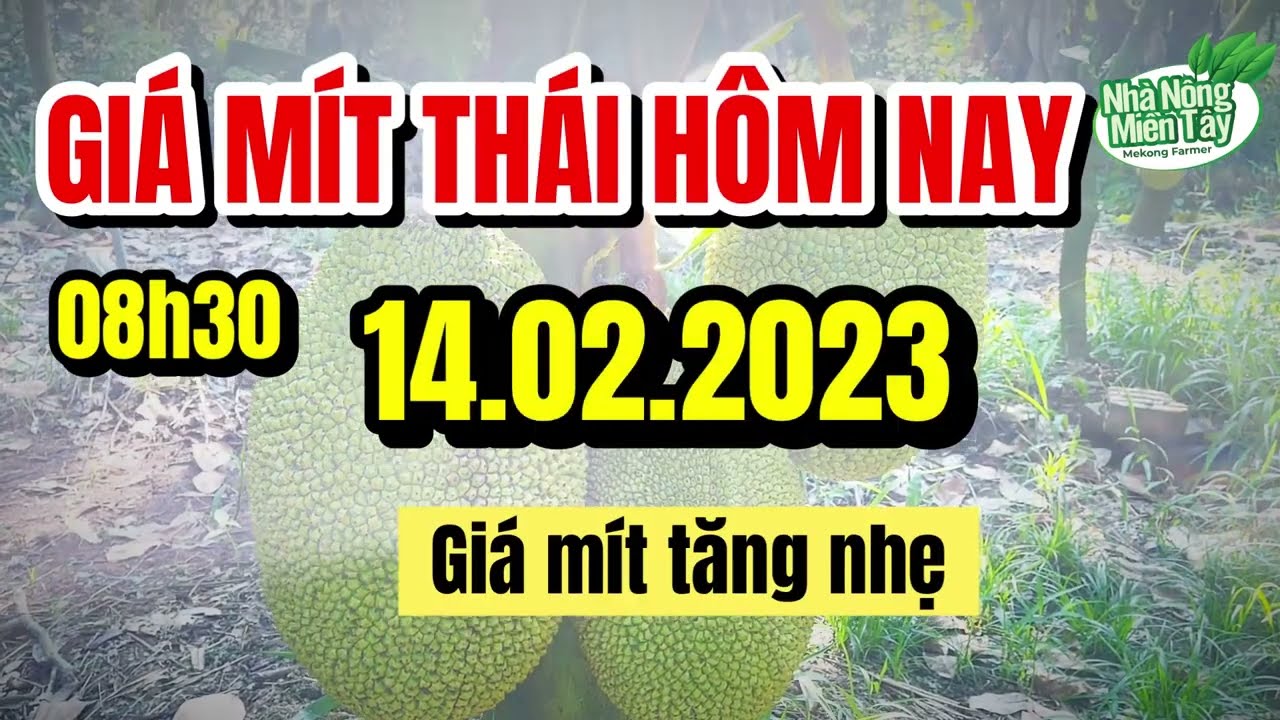 Thai jackfruit prices today
