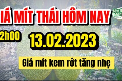 Thai jackfruit prices today
