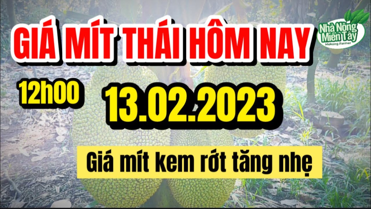 Thai jackfruit prices today