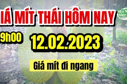 Thai jackfruit prices today