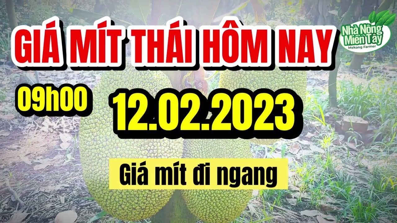 Thai jackfruit prices today