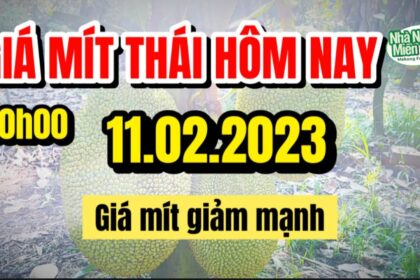 Thai jackfruit prices today