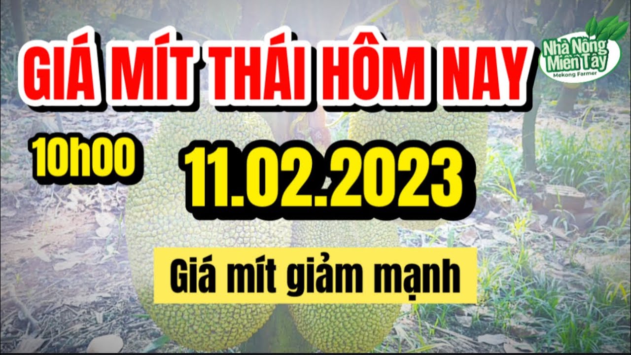 Thai jackfruit prices today
